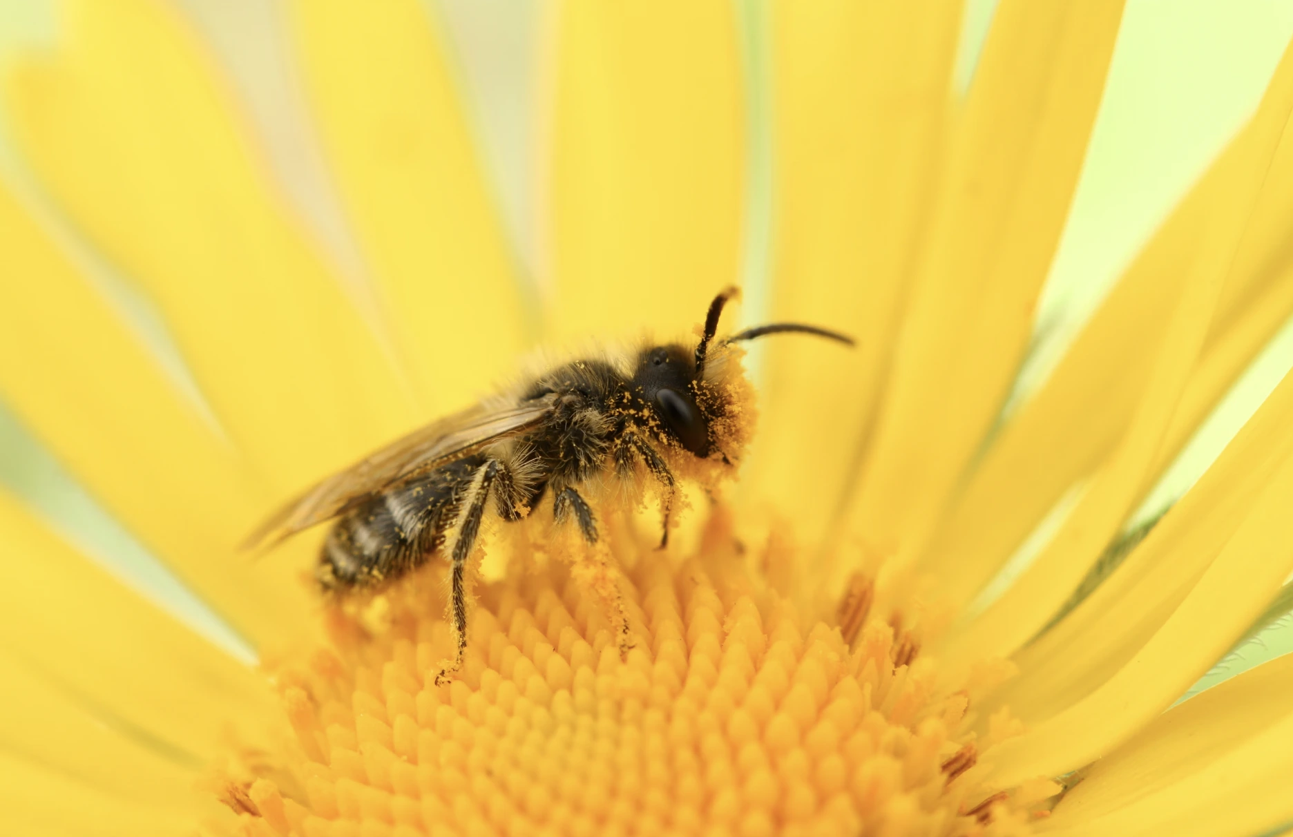 El Descubrimiento de una Abeja Rara Detiene los Planes de Meta para un Centro de Datos de IA Alimentado por Energ&iacute;a Nuclear