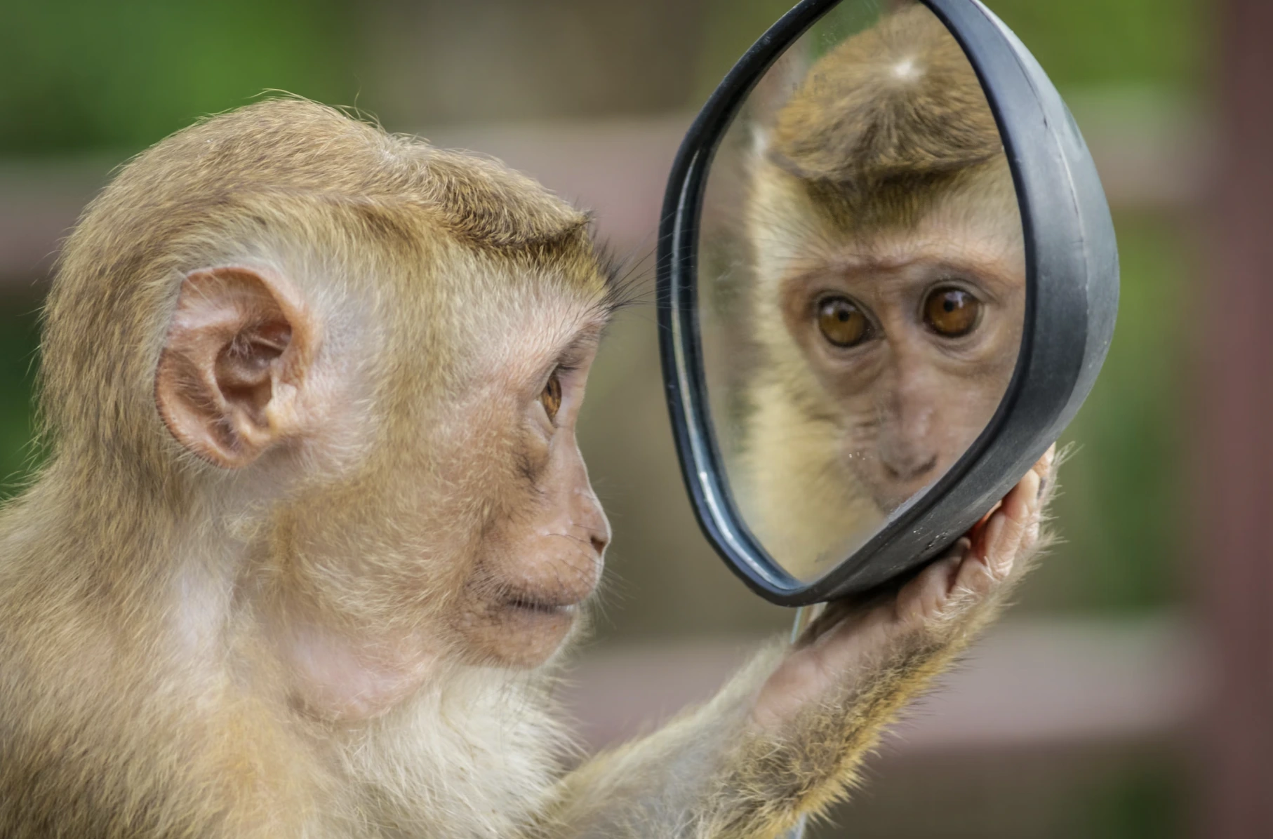 La IA supera a los humanos en el escaneo de rostros animales para detectar estr&eacute;s y dolor, mejorando potencialmente el bienestar animal