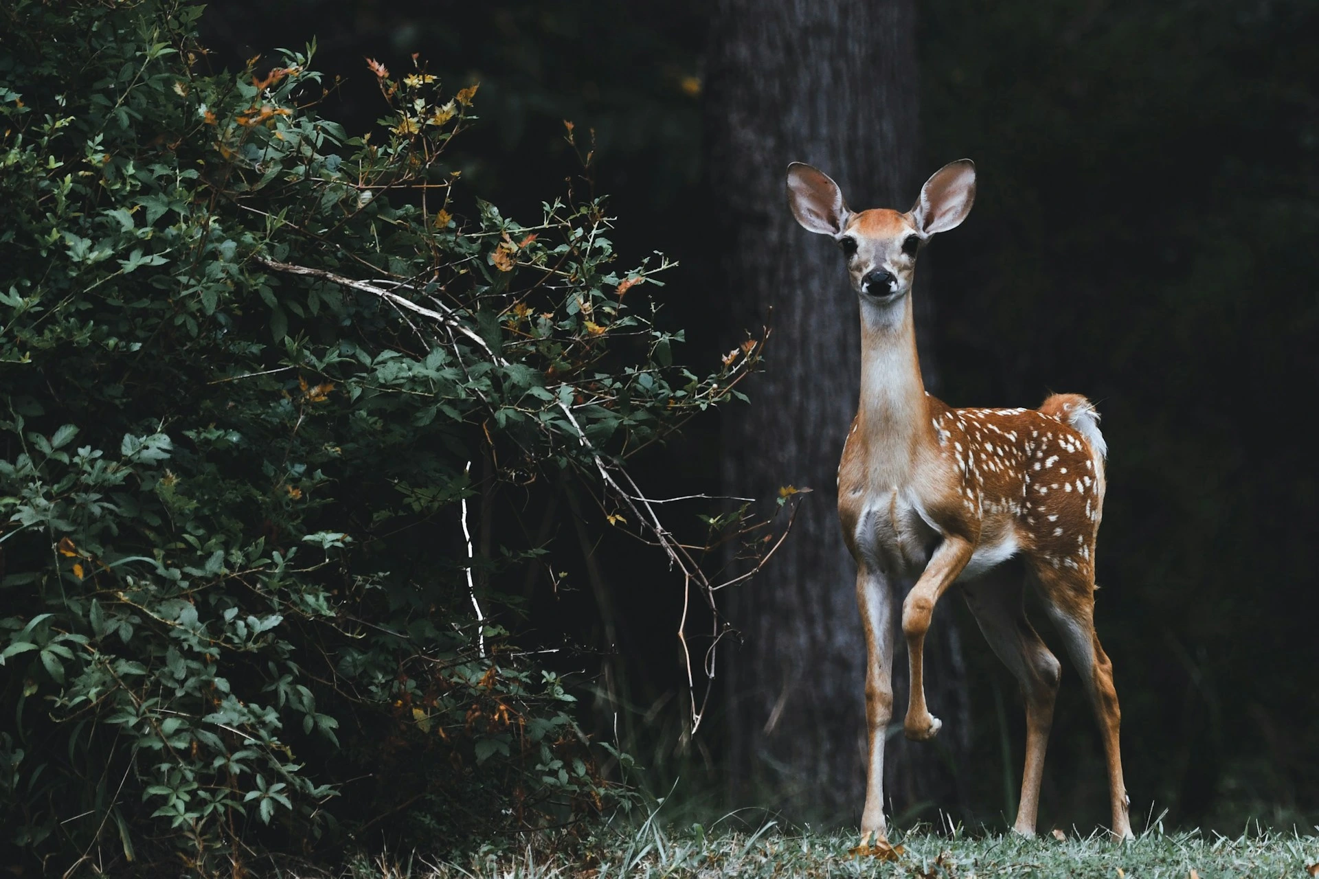 Google Lanza SpeciesNet, una IA de C&oacute;digo Abierto para la Identificaci&oacute;n de la Vida Silvestre