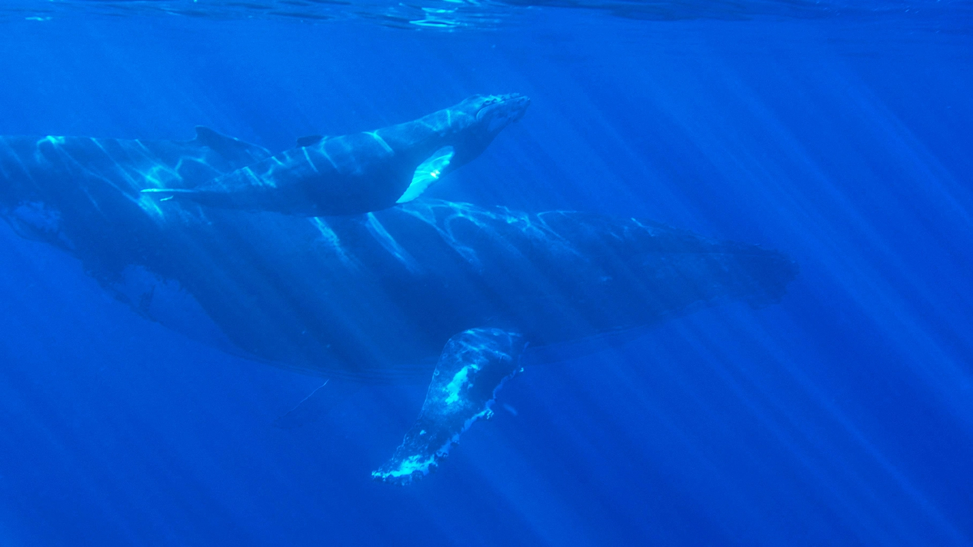&iquest;Podr&iacute;a la IA Ayudar a Descifrar la Comunicaci&oacute;n de las Ballenas y Potenciar la Conservaci&oacute;n?